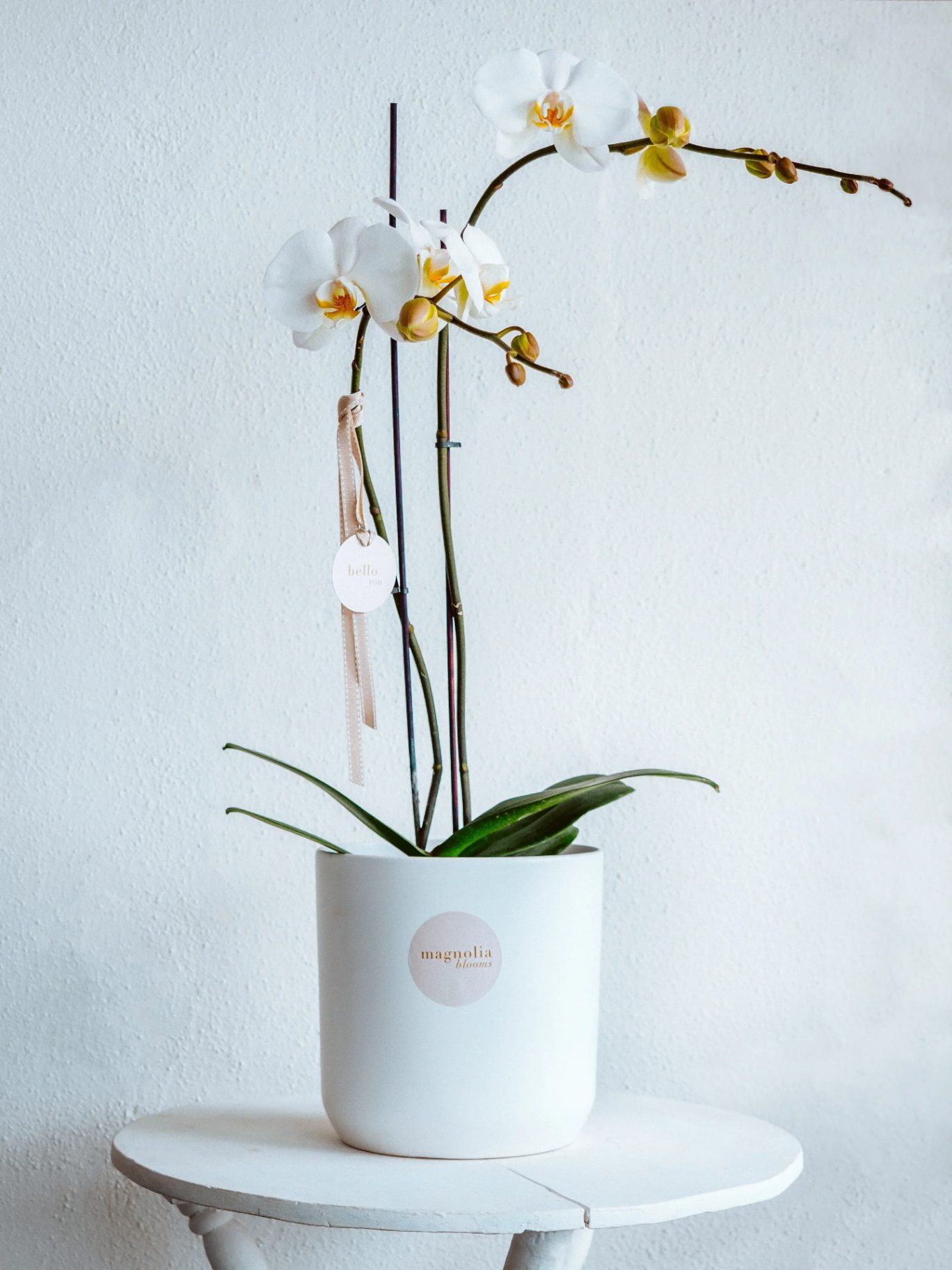 Orchid Bloom Pot — image 2